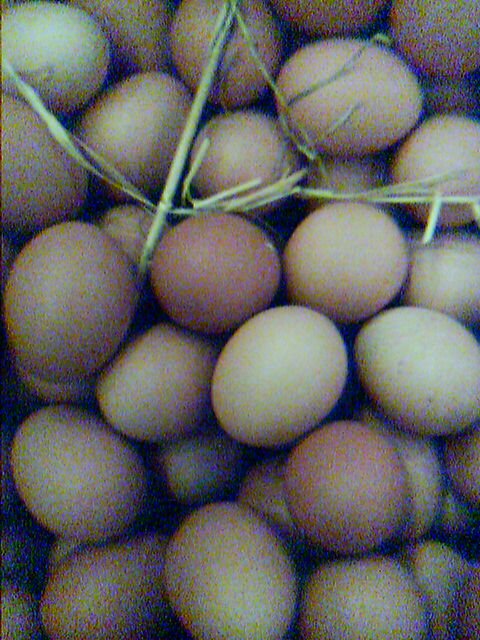 Eggs.jpg